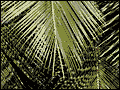 Interior Foliage - Looking for professional individuals